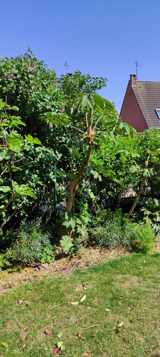 chuwba46's tweet photo. @la_palmeraie Et toi tu reconnais ton tetrapanax ?? https://t.co/sTs4mehQhh