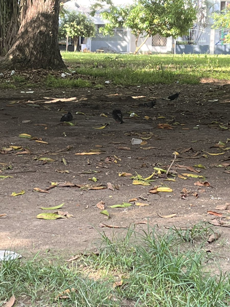 Tonsanjr's tweet photo. En estos dos puntos de Montería unas señoras, Cabeza de Familia, se ponen todos los domingos a vender arepa de huevo. Cada semana esperan este día para hacer su semana de ingreso, pero por un Estado inepto y unos bandidos de poca monta no pudieron salir a vender. https://t.co/OyPW1LQofH