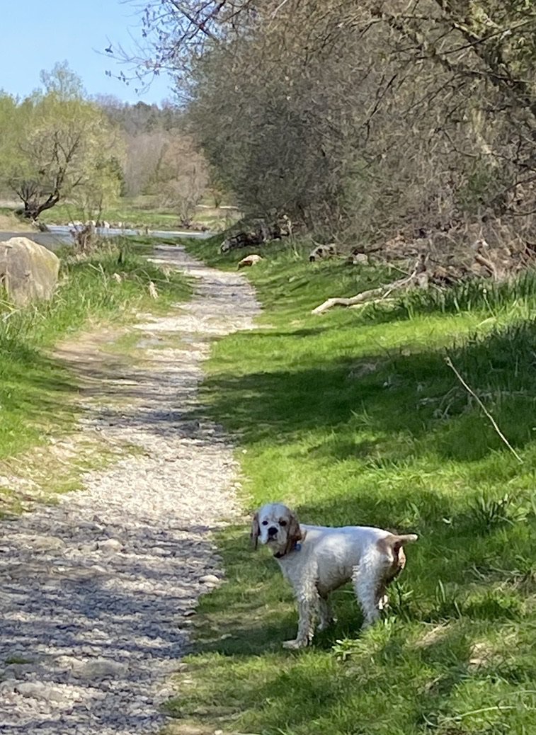 Yesterday, the River Institute went back to basics: showing our research affiliate Roscoe our favourite things about the Grand River.