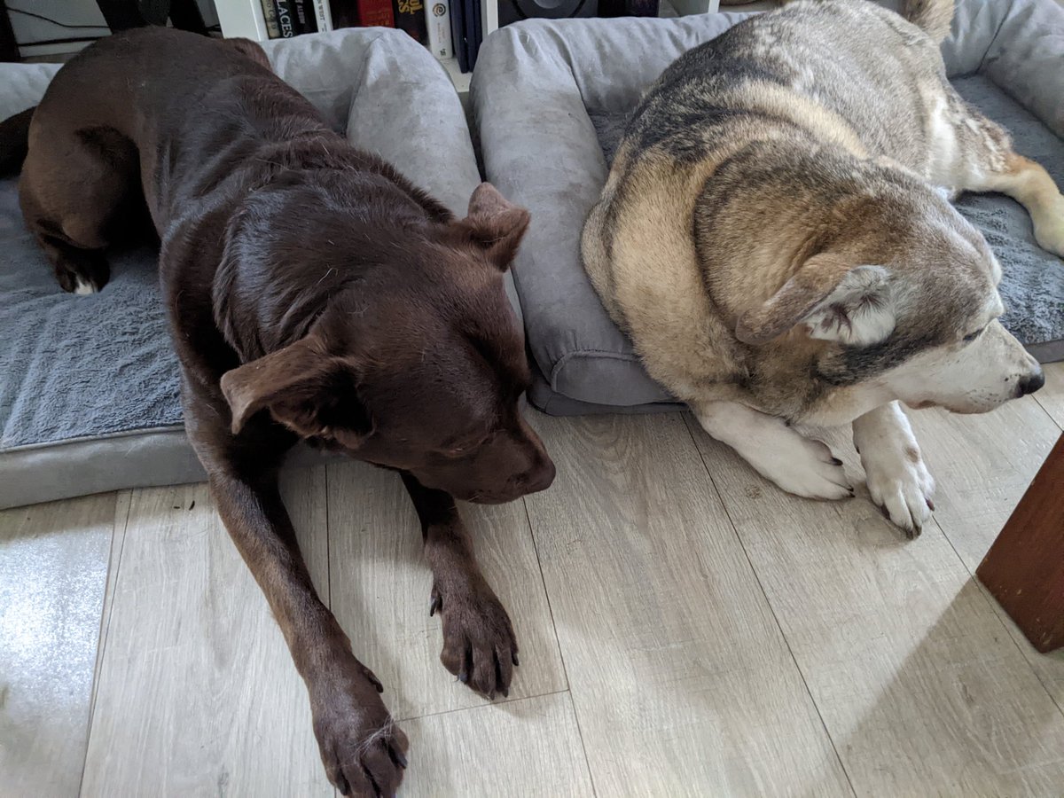 MSWarriorLiz's tweet photo. FurHaven Pet Products has the best stuff for your dogs and cats! Bandit and Rusty relaxing on their Furhaven dog beds. #FurHavenPetProducts https://t.co/t4nbHmMjI7