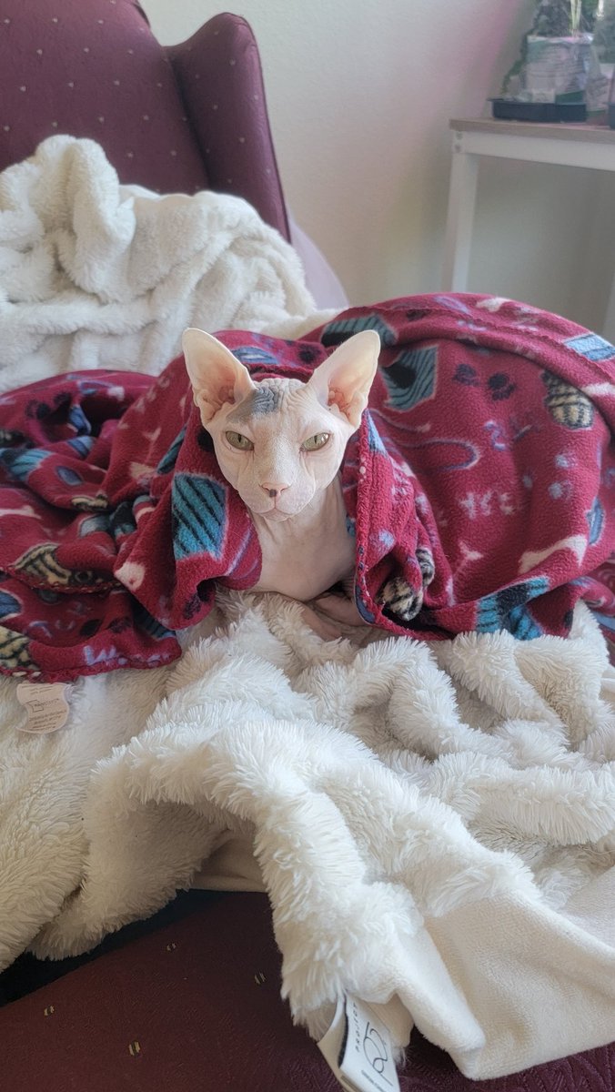 AliceMarzSFW's tweet photo. Guys:  I post pictures of my naked pussy to lure your women away from you. https://t.co/f6meMOHEcC