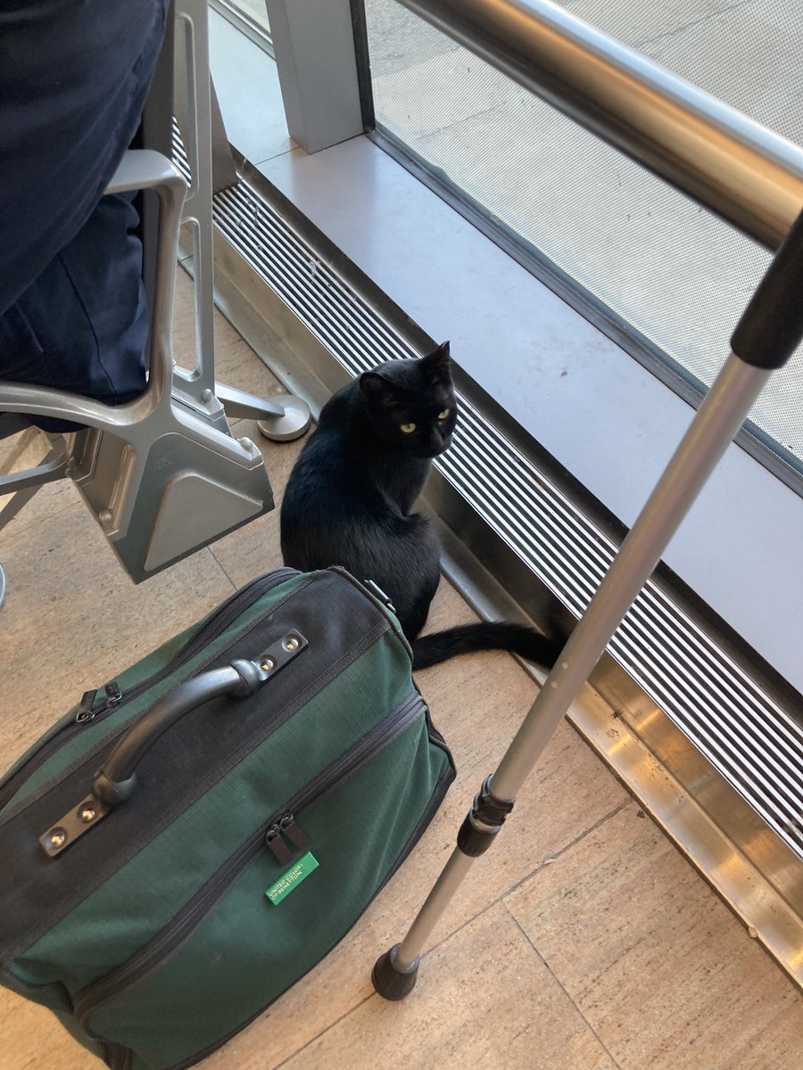 FerrousChiko's tweet photo. When you find a cat @bengurionairpor - I know I reached my final destination… #catpolice #security #israel #AirportTwitter https://t.co/qTy89aynUJ