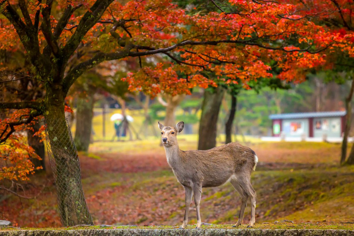 Nara Park is a public park located in the city of Nara, Japan, at the foot of Mount Wakakusa. Established in 1880 it is one of the oldest parks in Japan. Administratively, the park is under the control of Nara Prefecture.