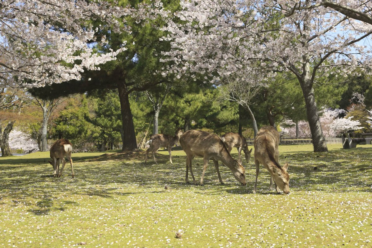 ATWinVideos's tweet photo. Nara Park is a public park located in the city of Nara, Japan, at the foot of Mount Wakakusa. Established in 1880 it is one of the oldest parks in Japan. Administratively, the park is under the control of Nara Prefecture. https://t.co/O96x0HkAhZ