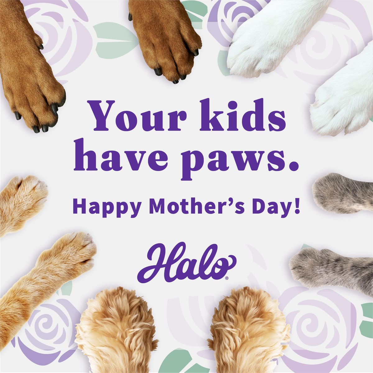 We believe pets are the best kids. Which makes all of us pet moms a lucky bunch 😻 For all the eye goop you wipe, noses you boop and snuggles you share, this bond is real. It's your day, pet mom — Happy Mother's Day! 💜

#petmom #halopets
