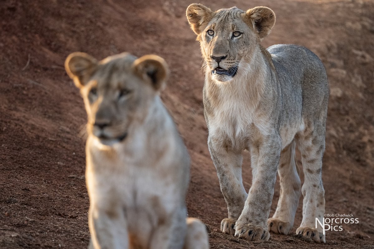 NorcrossPics's tweet photo. Lions in the wild #southafrica #wildlife #lion @thakadurivercamp #cats #bigcats #ptcafrica #wildcatsofinstagram #wildcats #africarocks #wildlifephotography #safariphotography #nikon #nikonmirrorless #nikonz7ii https://t.co/25UjNFWsRJ