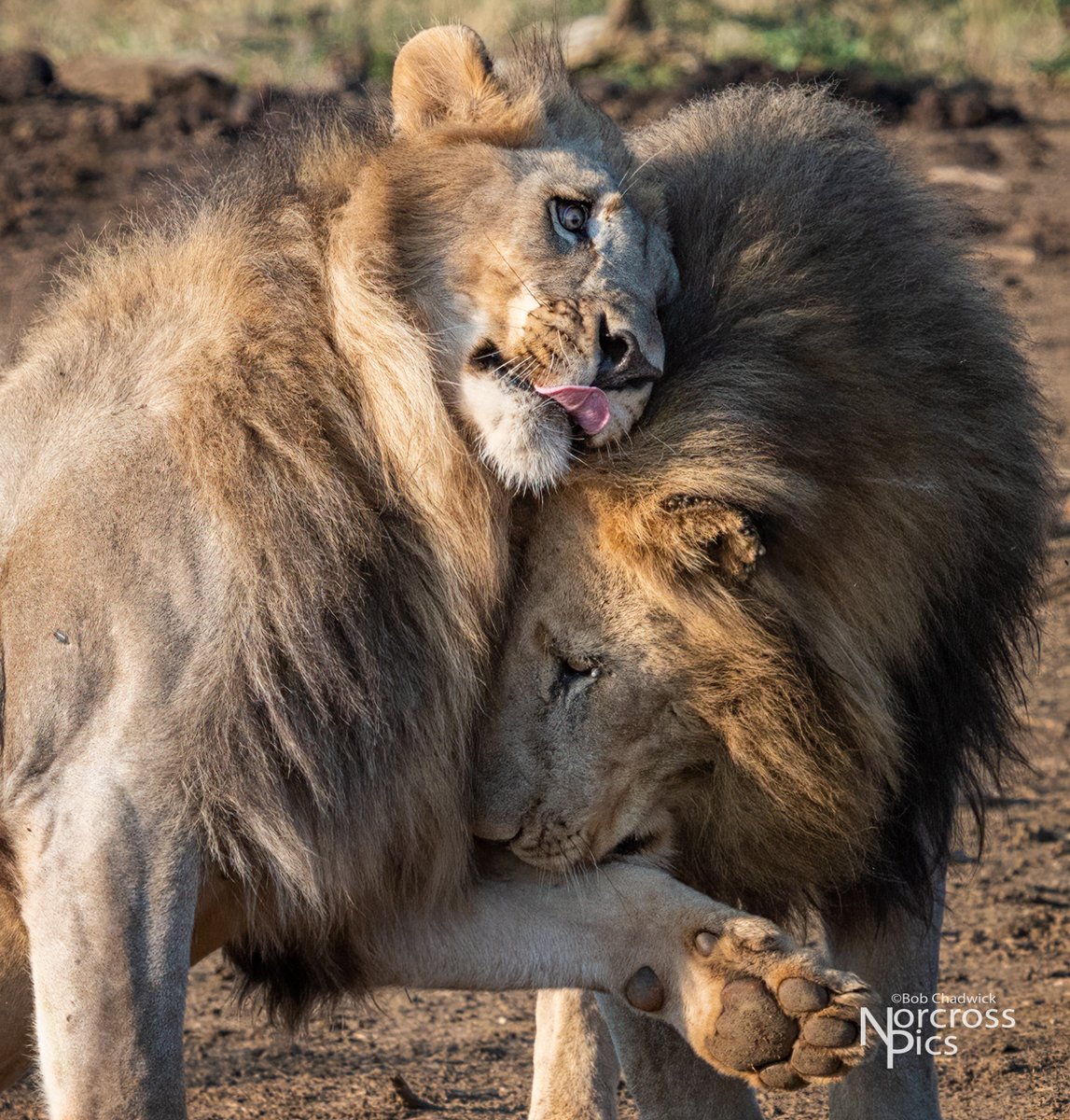 NorcrossPics's tweet photo. Lions in the wild #southafrica #wildlife #lion @thakadurivercamp #cats #bigcats #ptcafrica #wildcatsofinstagram #wildcats #africarocks #wildlifephotography #safariphotography #nikon #nikonmirrorless #nikonz7ii https://t.co/kL0So0l7ad