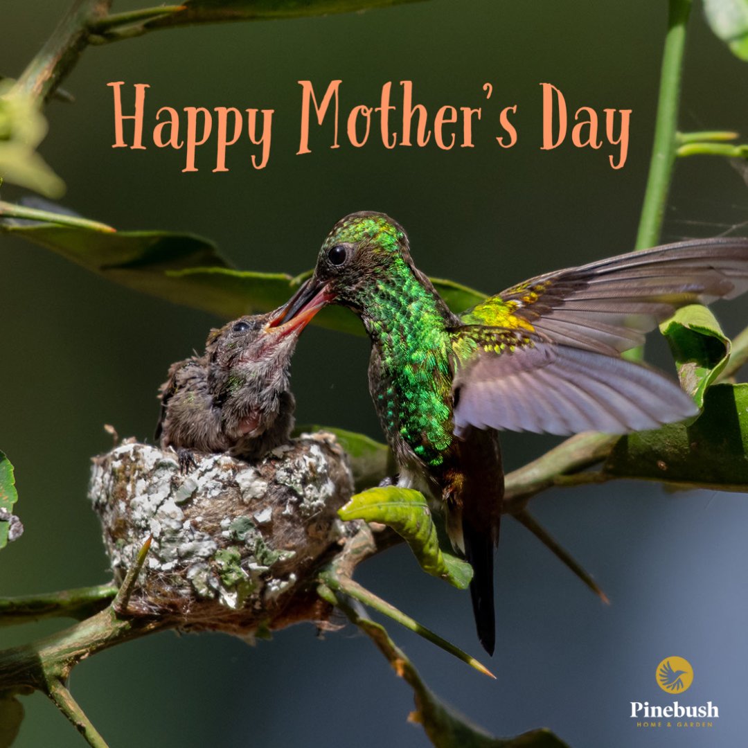 Pinebushhg's tweet photo. For a world FULL of amazing MOMS!

Today's the day to celebrate all the wonderfully amazing things you do for us each and every day. 

Happy Mother's Day! 

#mothersday #mothersdaylove  #happymothersday #motherhood #Pinebush #momlife  #Pinebushhomeandgarden  #motherbirds #birdmom https://t.co/3ixOnvjdOi