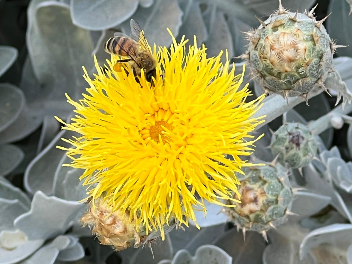 Israeli startup Bee-io, save 🐝and help keep the   #environment ⚖️, by developing cultured 🍯, using natural nectar from 🌼🌺🌼 and #beeprotein. bee-io.com