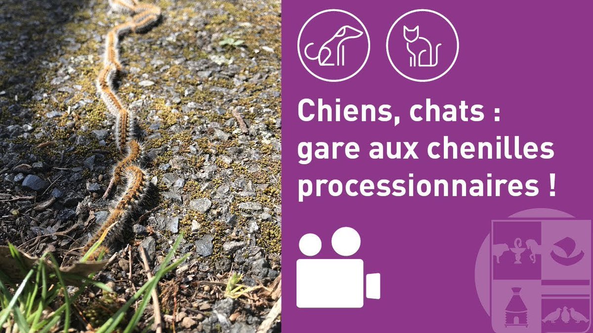 Env_Alfort's tweet photo. CONSEILS - Chiens, chats : gare aux chenilles #processionnaires !
Elles sont #urticantes pour l'Homme et pour les animaux, notamment les chiens.
▶️ Conseils du Pr Patrick Verwaerde, chef du service urgences de l'hôpital des animaux de compagnie de l'EnvA : https://t.co/ENg94wqQk4 https://t.co/a1OPBWUnjp