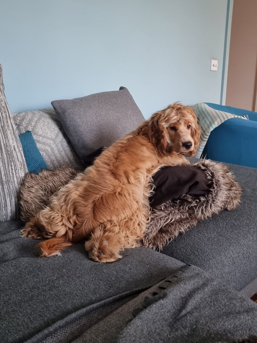 Sharonmoyle10's tweet photo. Paint me like one of your French girls 🐶🎨🖌#cockerpoo #fluffybutt #puppy #cuteasapuppy #hairymonster #Eddybear #cutelittlepuppy https://t.co/gKVYnq8MVE