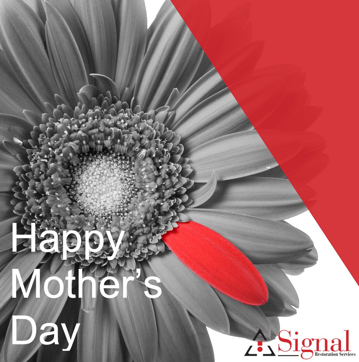 SignalTroy's tweet photo. Today, we celebrate all the hard-working mothers. We are so grateful for each and every one of you! 

From our Signal family to you and yours, Happy Mother’s Day!

#SignalRestoration #SignalRestorationMothers #SignalMoms #HappyMothersDay #MothersDay2022 https://t.co/OZ1V64XtHQ