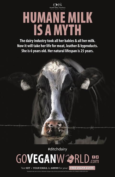 veganfuture's tweet photo. Humane milk is a myth. #DitchDairy #GoVegan https://t.co/EXewSR2z5P