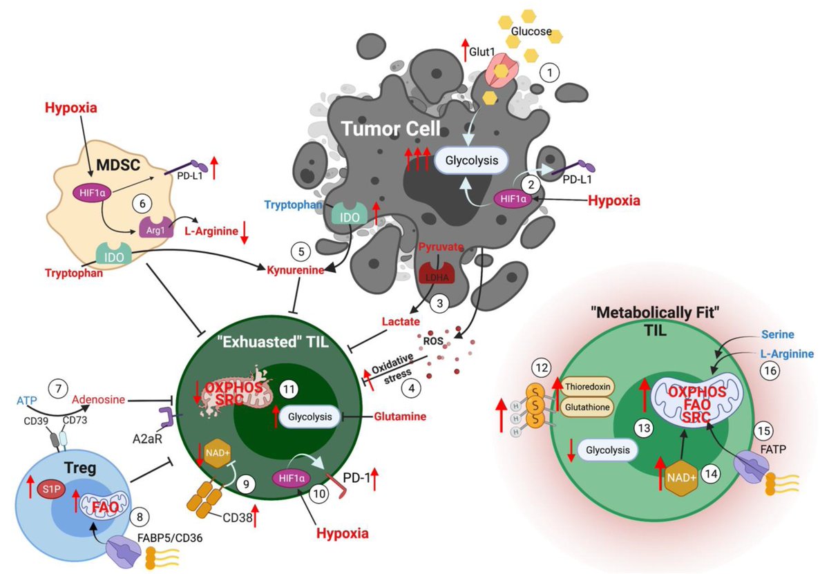 ImmunoMet's tweet photo. Two new reviews:

New Developments in T Cell Immunometabolism and Implications for Cancer Immunotherapy

New Immunometabolic Strategy Based on Cell Type-Specific Metabolic Reprogramming in the Tumor...

#immunometabolism  #cancer

https://t.co/JCabuoUToB

https://t.co/AqYJ1tCjaG https://t.co/O3E1GPg6fH