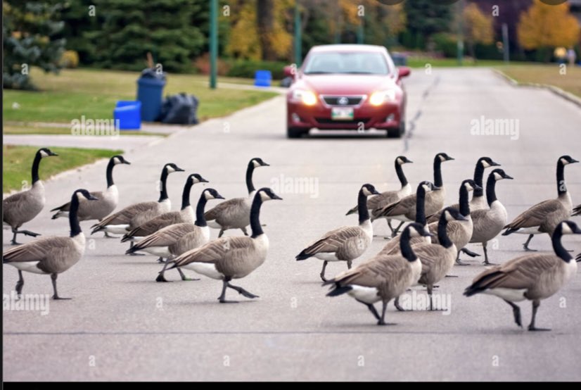 <a href="/buitengebieden/">Buitengebieden</a> Canadian roadblock