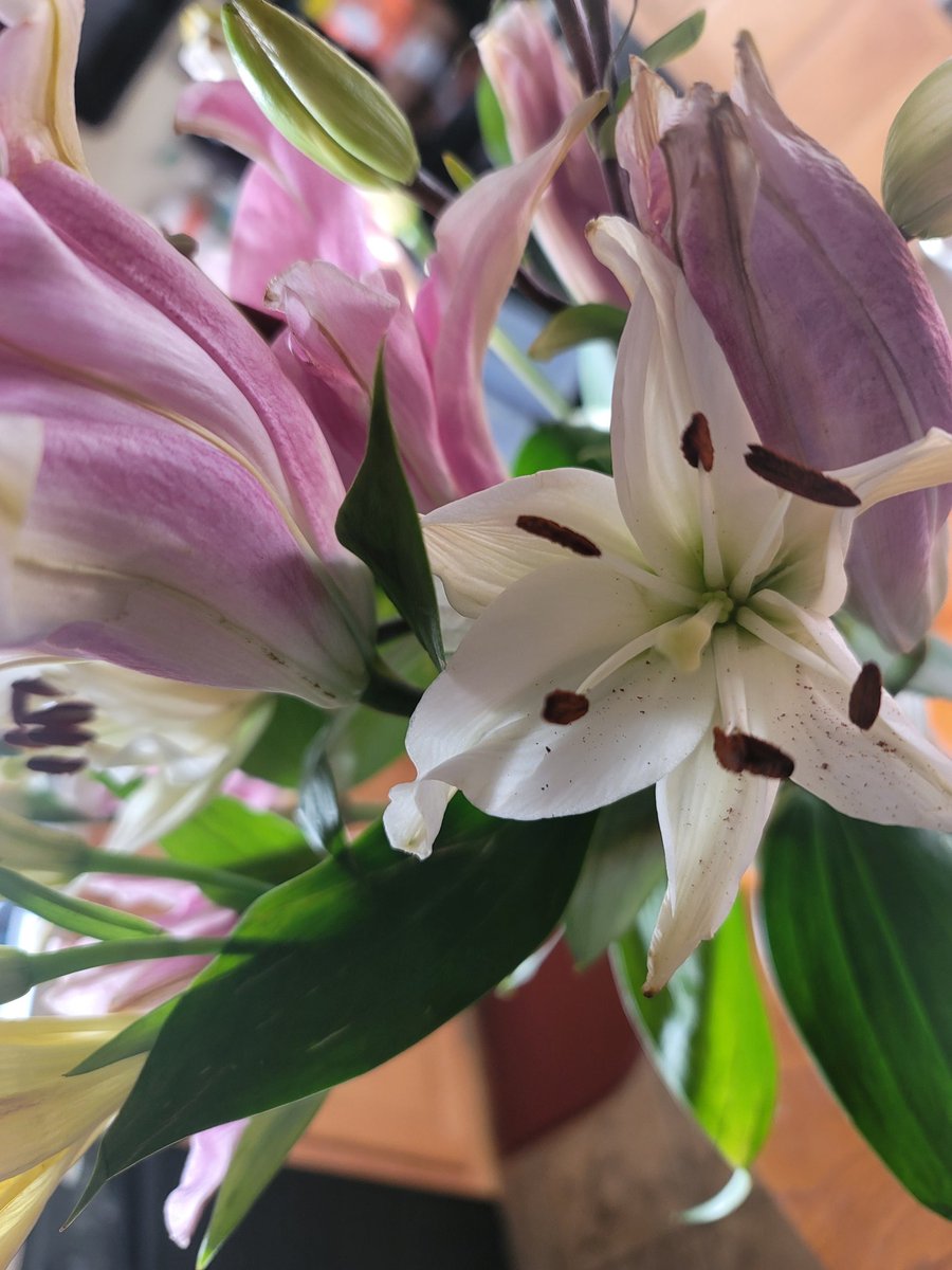 tammiflower's tweet photo. What a surprise to get beautiful flowers for #MothersDay from our District manager!  It made my day! Thank you for such a wonderful place to work where I feel appreciated! https://t.co/sYtNKIuxDg