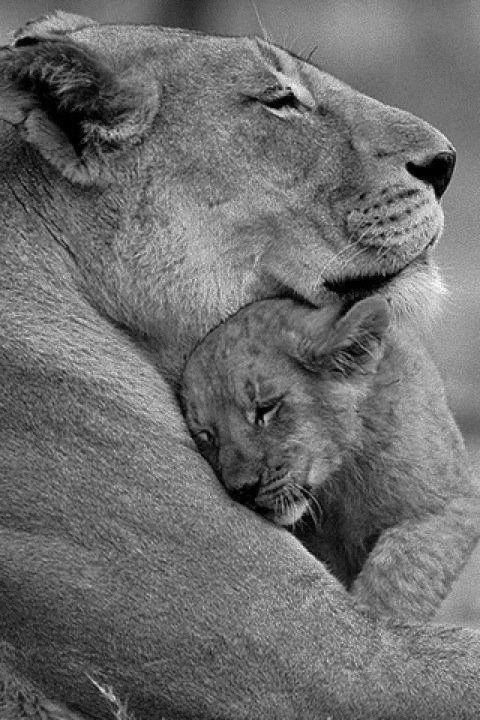 trhsathletics1's tweet photo. Happy Mother’s Day to all our wonderful Lion mothers out there! We appreciate you! Have the amazing day you deserve! #SilverTrack https://t.co/xkOQYpH3wG