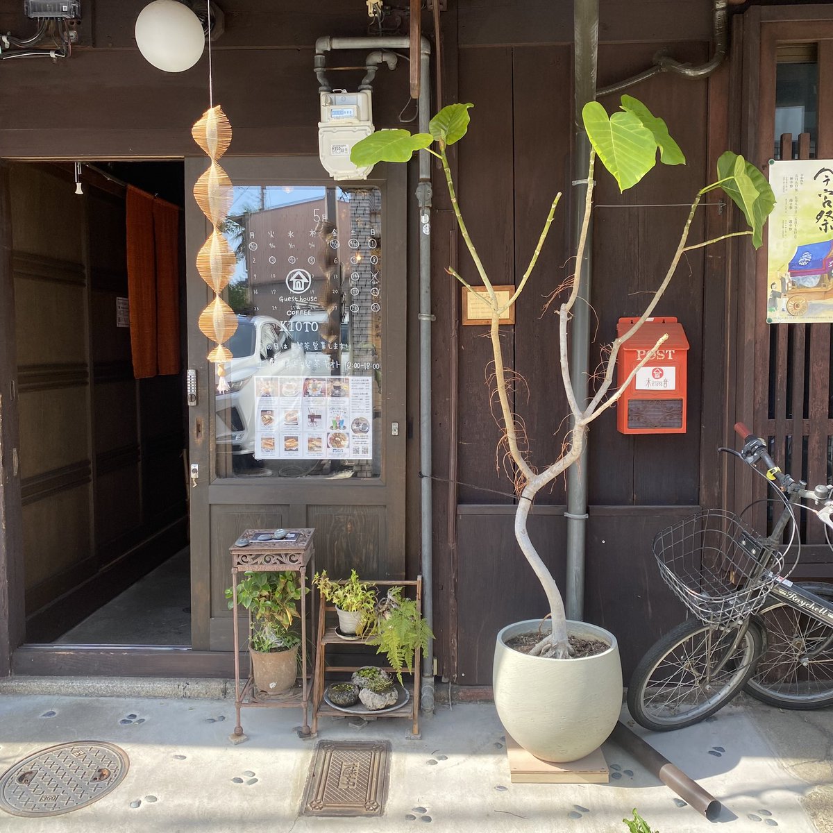 GuesthouseKIOTO's tweet photo. 冬の間、寒さ対策で玄関内に避難していた木音のシンボルツリー「ウンベラータ」。葉はほとんど落ち、枝が剥き出しに。今日ようやく外に出しました。夏にまたワサワサ生えてくれますように。 https://t.co/0i5f8BChkW