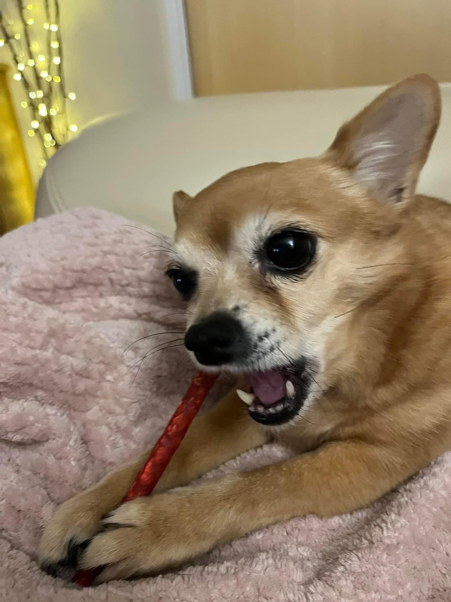 rosiedoc666's tweet photo. MISSING MILES AWAY FROM HOME IN UNFAMILIAR AREA (at holiday home)
Owner beside herself with grief
ROSIE 3/5/22 #Biddleston #Brackley #NORTHANTS ESCAPED GARDEN #NN13
Female/OLDER ADULT #Chihuahua tan & white
SPAYED / CHIPPED
https://t.co/r7kvRPbefC
https://t.co/G8DoL8TWlp https://t.co/MOvjfx8EC4