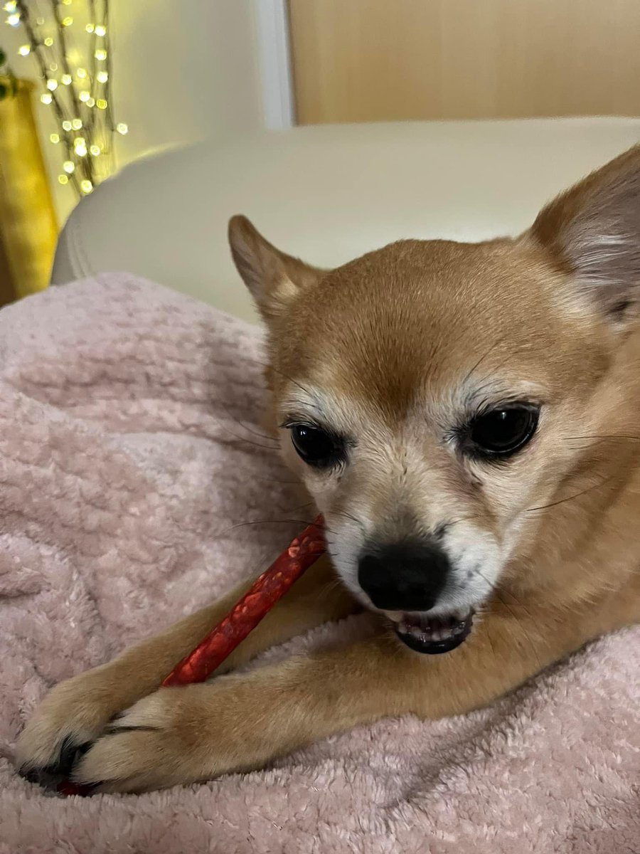rosiedoc666's tweet photo. MISSING MILES AWAY FROM HOME IN UNFAMILIAR AREA (at holiday home)
Owner beside herself with grief
ROSIE 3/5/22 #Biddleston #Brackley #NORTHANTS ESCAPED GARDEN #NN13
Female/OLDER ADULT #Chihuahua tan & white
SPAYED / CHIPPED
https://t.co/r7kvRPbefC
https://t.co/G8DoL8TWlp https://t.co/MOvjfx8EC4
