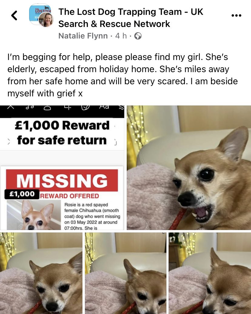 rosiedoc666's tweet photo. MISSING MILES AWAY FROM HOME IN UNFAMILIAR AREA (at holiday home)
Owner beside herself with grief
ROSIE 3/5/22 #Biddleston #Brackley #NORTHANTS ESCAPED GARDEN #NN13
Female/OLDER ADULT #Chihuahua tan & white
SPAYED / CHIPPED
https://t.co/r7kvRPbefC
https://t.co/G8DoL8TWlp https://t.co/MOvjfx8EC4