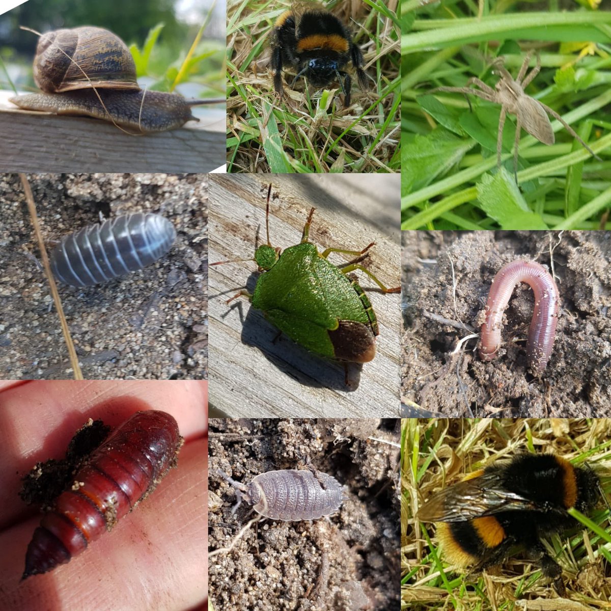 mrsbbnaturenut's tweet photo. Marvellous Minibeasts! So excited to discover over the past few weeks that we have such a diversity of minibeasts in our Nursery garden - just goes to show that even in small patches of nature habitats thrive #leaflitter #deadwood #creatinghabitats #urbanspaces #biodiversity https://t.co/wCYmiJCSa1