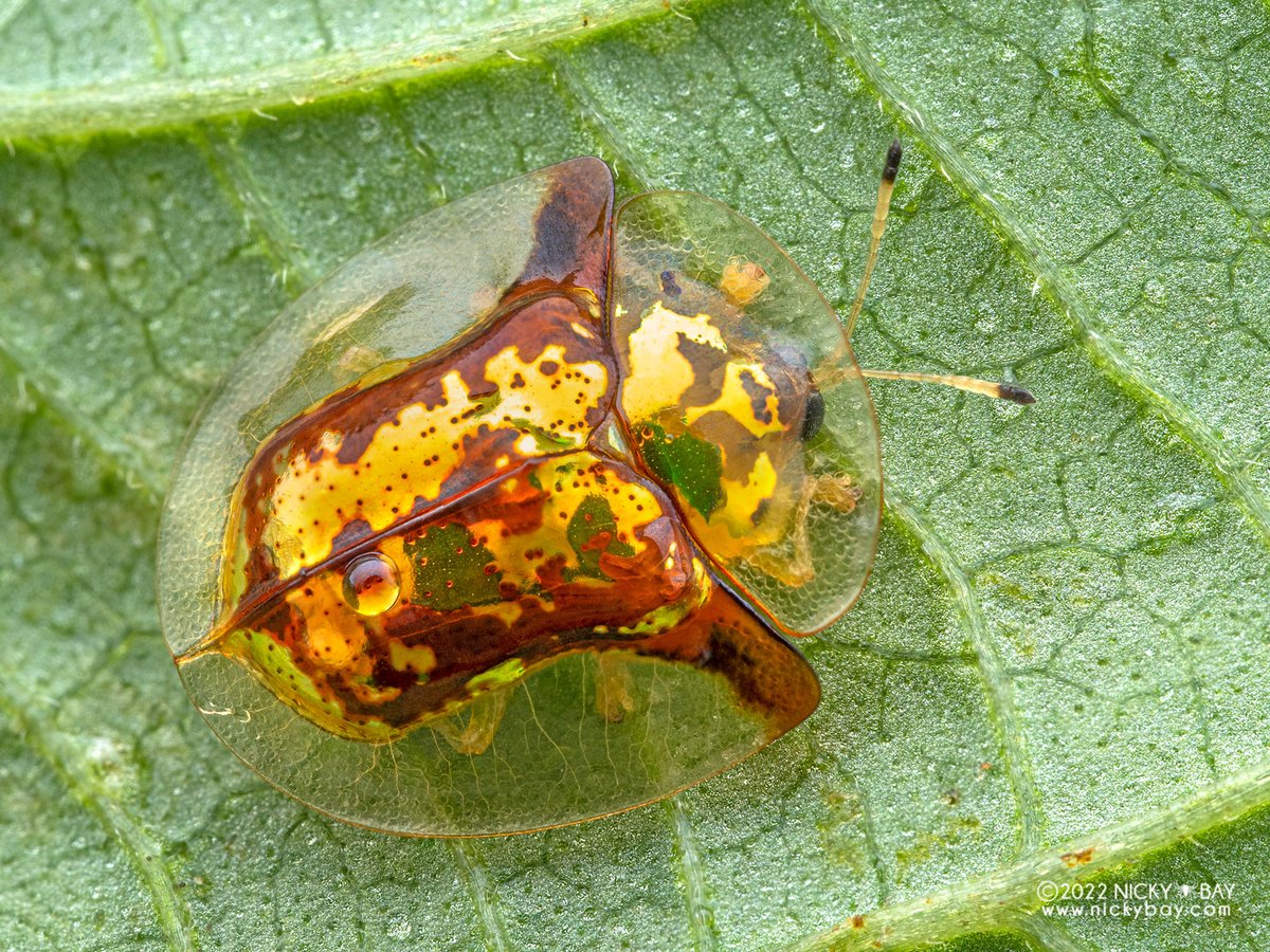 singaporemacro's tweet photo. Found 3 different species of tortoise beetles on the same plant! https://t.co/s8xy7xaquG