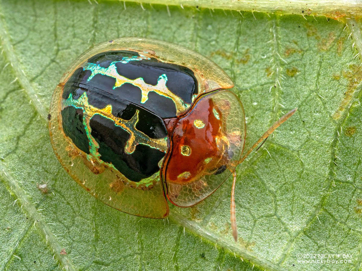 singaporemacro's tweet photo. Found 3 different species of tortoise beetles on the same plant! https://t.co/s8xy7xaquG