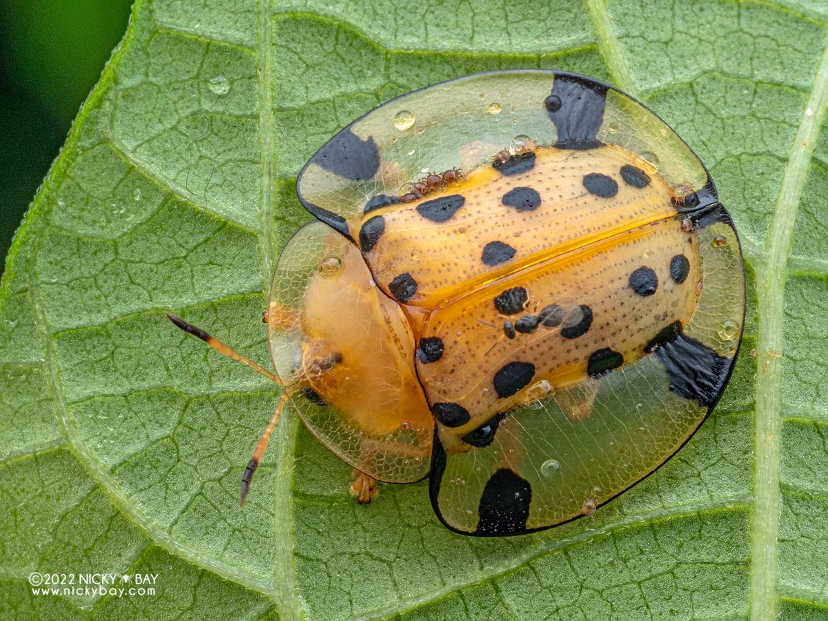 singaporemacro's tweet photo. Found 3 different species of tortoise beetles on the same plant! https://t.co/s8xy7xaquG