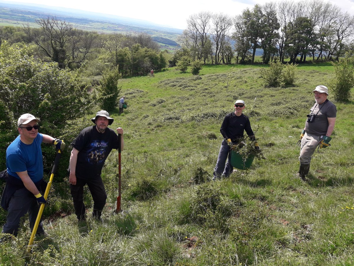 JennyPlackett's tweet photo. Thanks to fab volunteers from @savebutterflies and @SedgemoorCV for a hard day's work, pulling up hawthorn saplings from our Stoke Camp reserve. Great to see Dingy and Grizzled Skippers, and Green-winged orchids, at this stunning limestone site. https://t.co/FJE58u1wLu