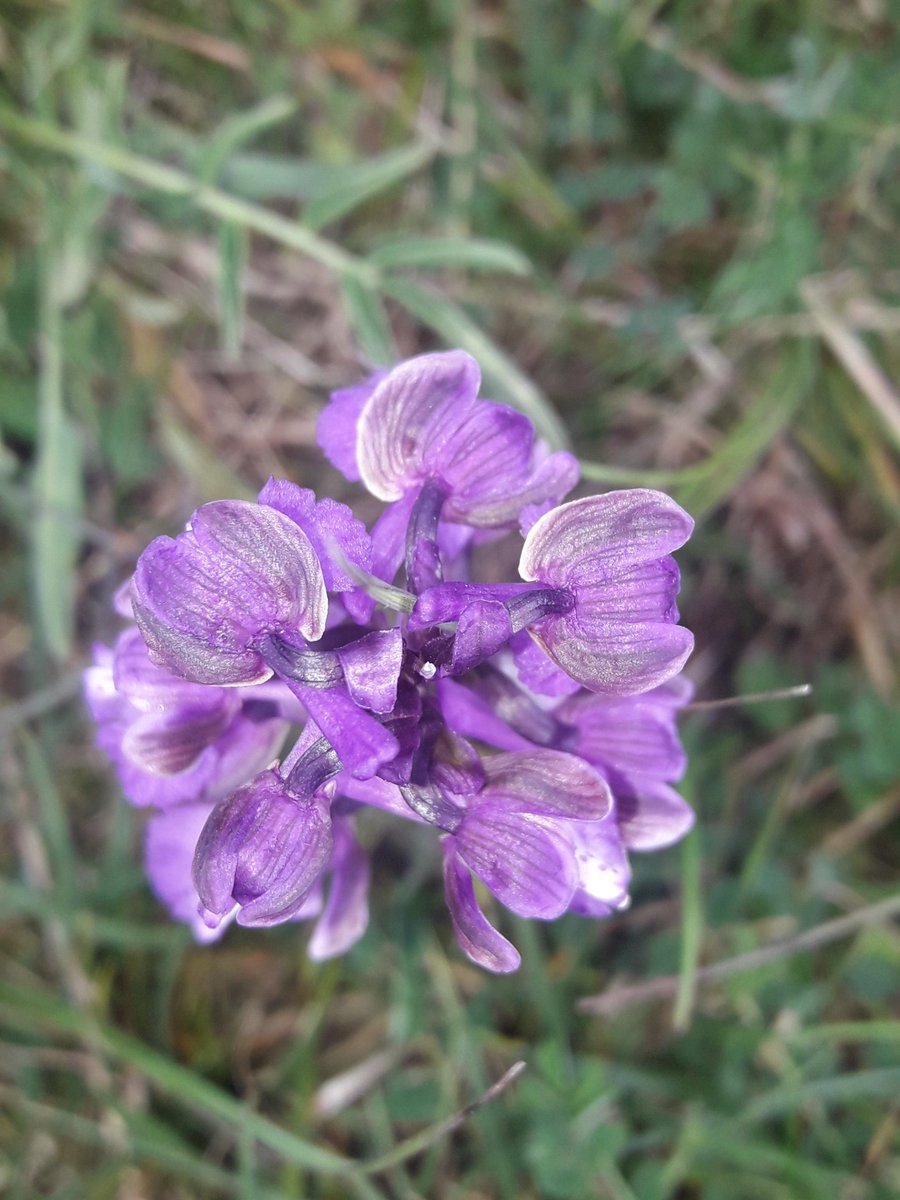 JennyPlackett's tweet photo. Thanks to fab volunteers from @savebutterflies and @SedgemoorCV for a hard day's work, pulling up hawthorn saplings from our Stoke Camp reserve. Great to see Dingy and Grizzled Skippers, and Green-winged orchids, at this stunning limestone site. https://t.co/FJE58u1wLu