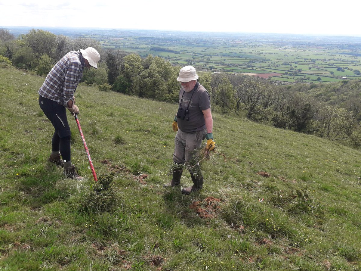 JennyPlackett's tweet photo. Thanks to fab volunteers from @savebutterflies and @SedgemoorCV for a hard day's work, pulling up hawthorn saplings from our Stoke Camp reserve. Great to see Dingy and Grizzled Skippers, and Green-winged orchids, at this stunning limestone site. https://t.co/FJE58u1wLu
