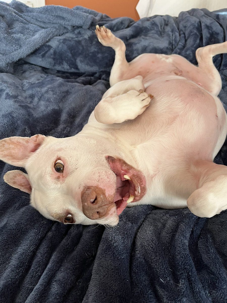 lilStollsteimer's tweet photo. We are both in our happy place.  #puppy #happyplace #vonbondies #Pitbull https://t.co/drErGBeKjb