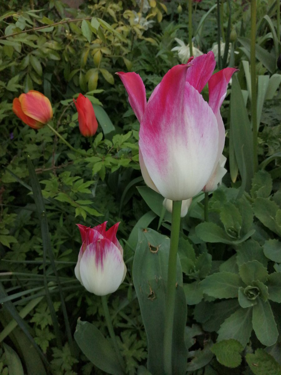 LibbyGoodacre's tweet photo. Tulip mania! #NationalGardeningWeek #rhs
#rhsCommunity
#lovegarden #TulipTime https://t.co/BvdNzZ1A7J