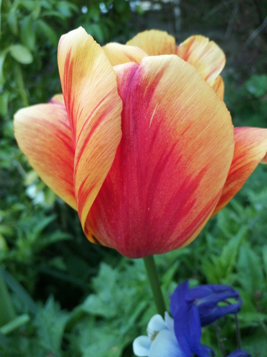LibbyGoodacre's tweet photo. Tulip mania! #NationalGardeningWeek #rhs
#rhsCommunity
#lovegarden #TulipTime https://t.co/BvdNzZ1A7J