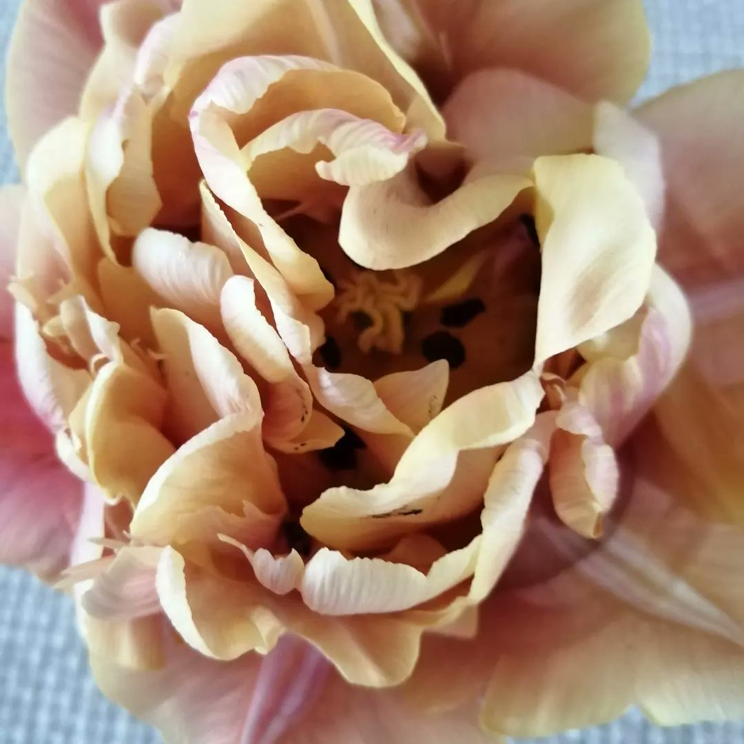 Tulip mania! #NationalGardeningWeek #rhs
#rhsCommunity
#lovegarden #TulipTime