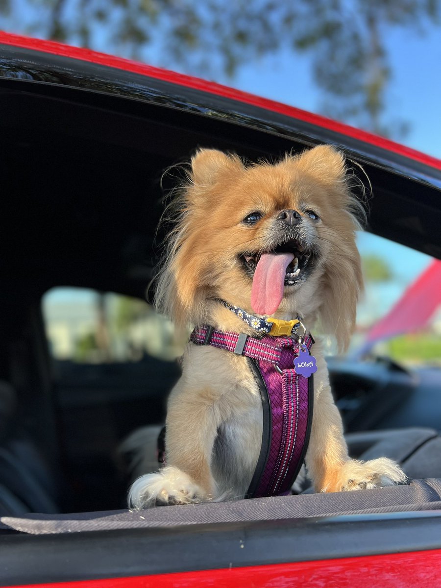 ArtieTheR3D's tweet photo. Look at my Dogs. My dogs are amazing.
#carsandcoffee this morning.
#FocusST #ModifiedFords #Stututu https://t.co/FfqFxYsWCC