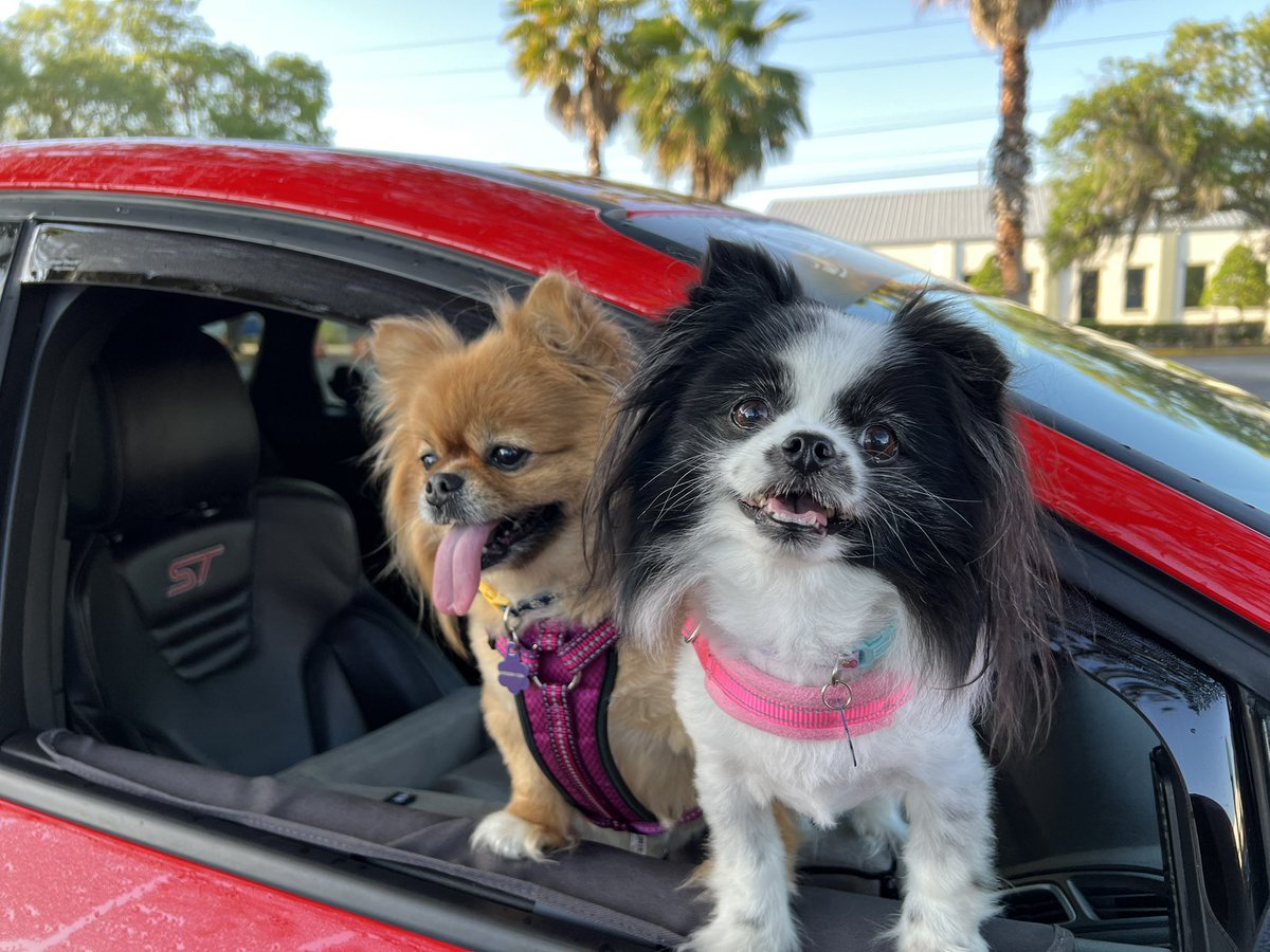 ArtieTheR3D's tweet photo. Look at my Dogs. My dogs are amazing.
#carsandcoffee this morning.
#FocusST #ModifiedFords #Stututu https://t.co/FfqFxYsWCC