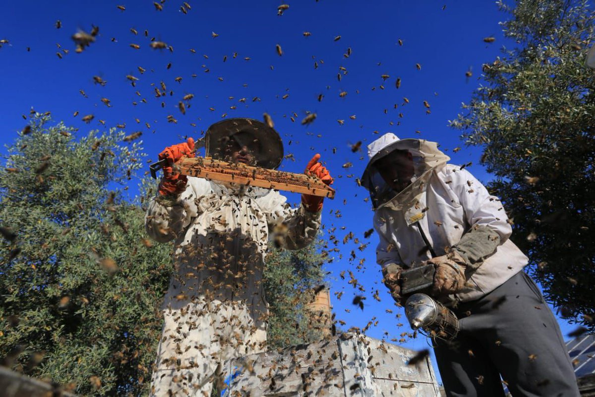 Warga Palestina mengumpulkan madu di peternakan lebah madu di Khan Younis, selatan Jalur Gaza. 🍯 🐝

📷 via DaysOfPalestine