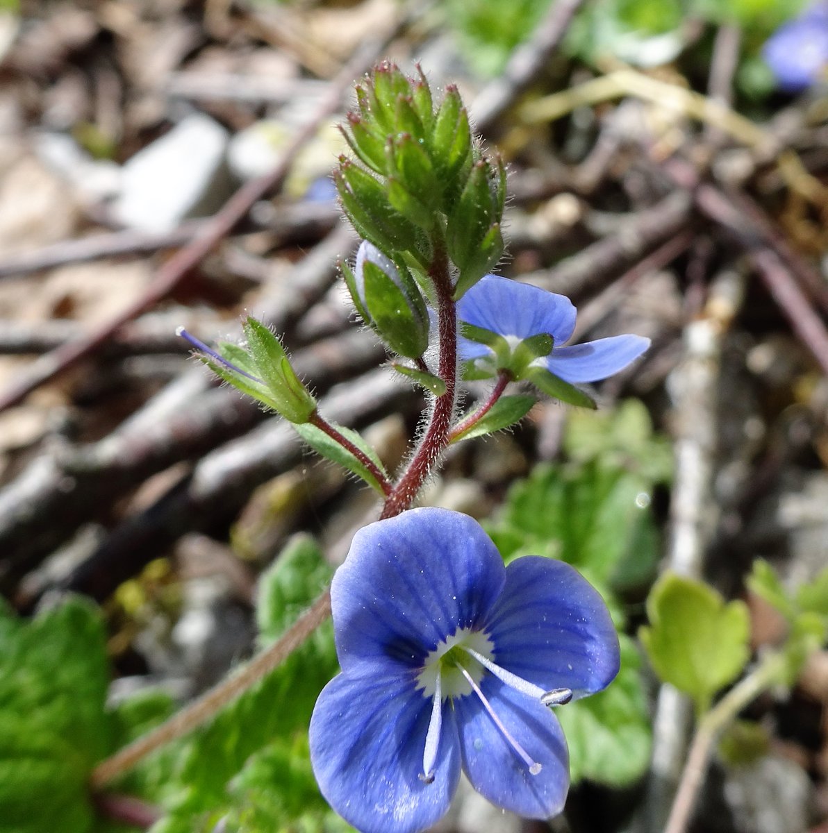 Tufters1's tweet photo. Germander speedwell along the path today๐ #Wildflowerhour #germanderspeedwell https://t.co/bEKfM4hAyA