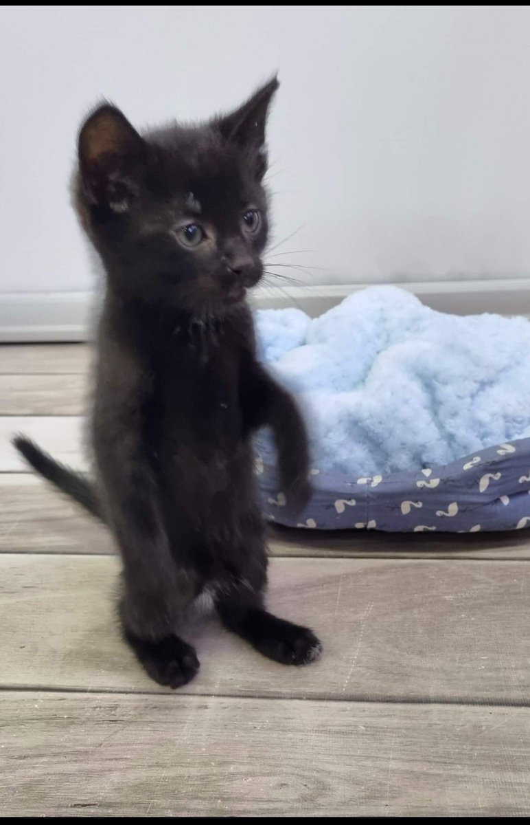 A może ktoś wymyśli anegdotę do tego zdjęcia 🤔❤️🐈