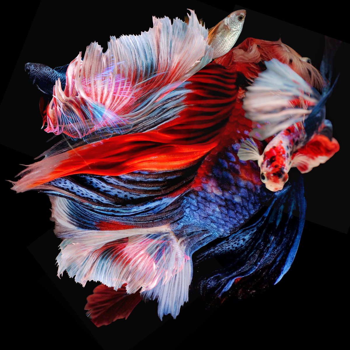 NeilBote888's tweet photo. #bettafishcommunity #bettafishart #nft https://t.co/baqkrdOG4l