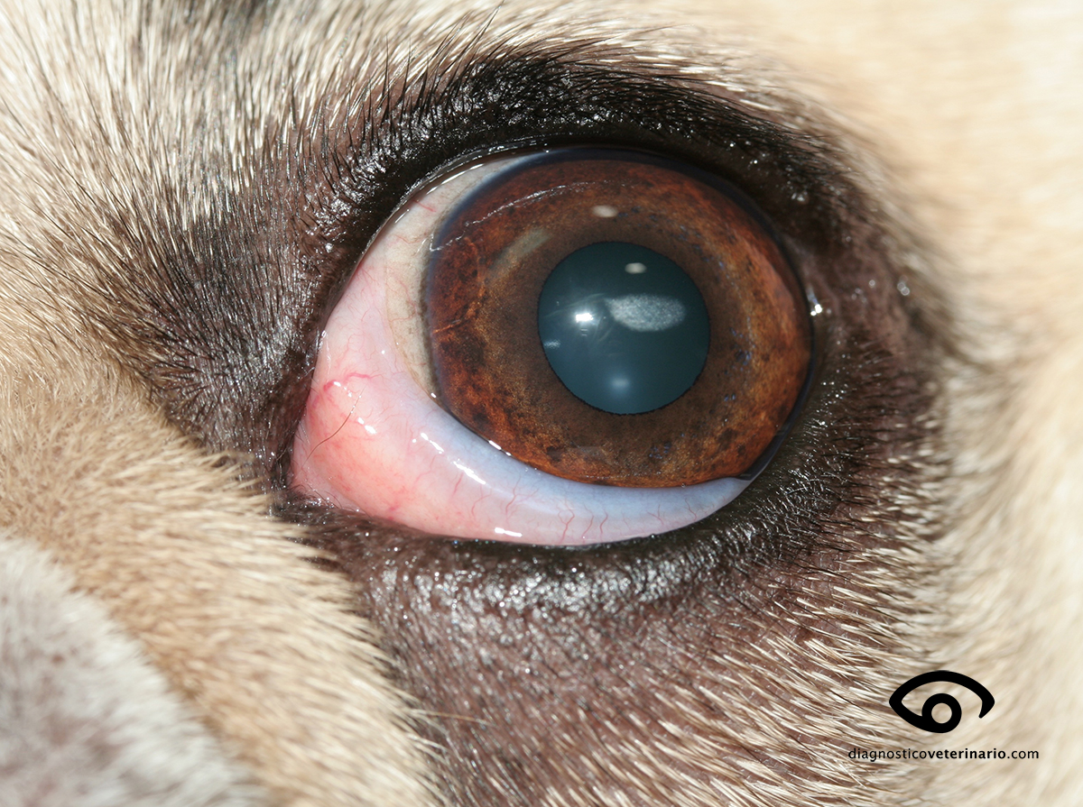 diagnosticovet's tweet photo. NUEVA ENTRADA EN LA WEB. Un tema interesante, la presencia de opacidades en la córnea de características no inflamatorias ("el ojo está bien, pero tiene una mancha"). Si te gusta, COMPARTE y DIFUNDE nuestro trabajo.
https://t.co/Oij5BenA5n https://t.co/EOlfeoPvYX