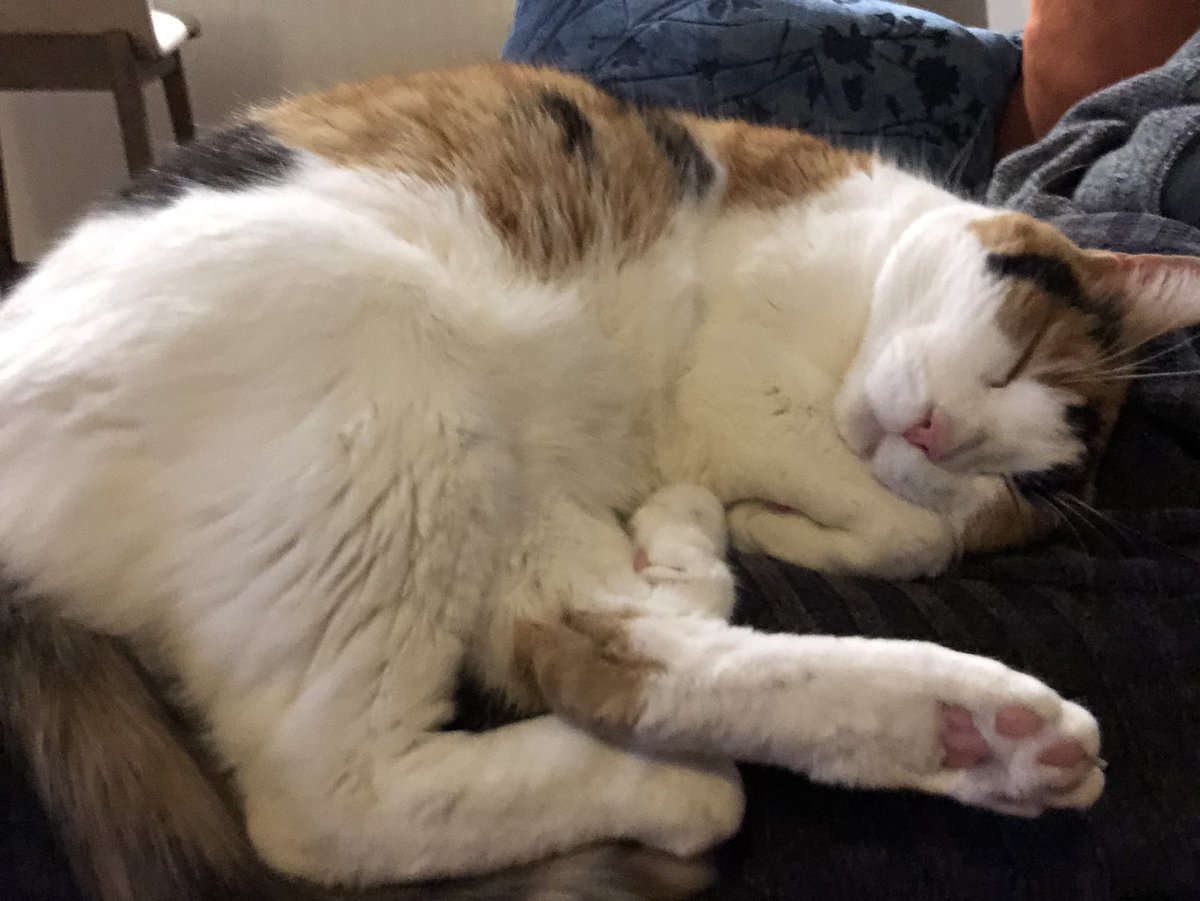 ghoulher's tweet photo. @lolacoaster Here’s my smol bol. These photos were taken on the same day, proving that cats are some unknown type of matter. https://t.co/3wjkFUieb7