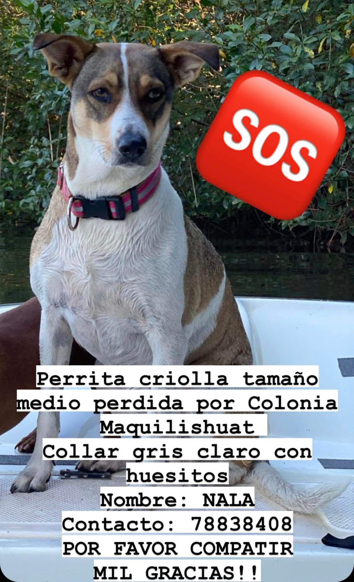 Beryz10's tweet photo. RT🙏
Nos ayudan a difundir, Nala se extravió en la zona de Colonia Maquilishiat, en SS, porta collar gris claro de huesitos.
Si la ve comunicarse 78838408 https://t.co/eSLzabEyoI