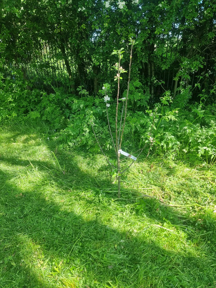 BellgreeRC's tweet photo. First cut of the year for the Bellgree Community Garden!
Thanks to Jonny and Molly (who did all of the hard work).
Thanks also to the resident(s) who planted the new trees, great work.
#Bellgree #BGRC #Tyrrelstown https://t.co/lcYrtNj8Yk