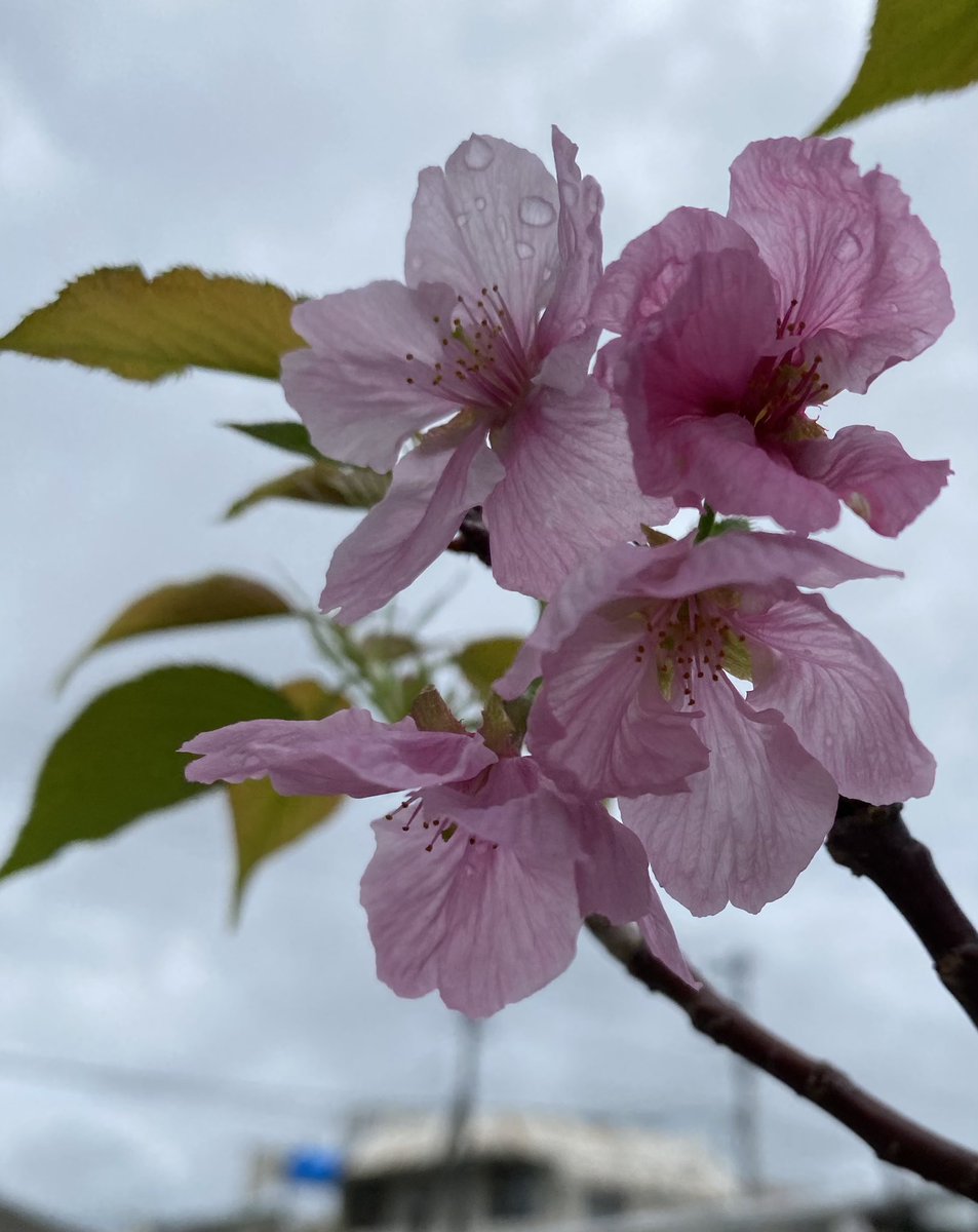 masako101670's tweet photo. 今年はもう咲かないのかと諦めていた頃、梅雨空に
４輪、可憐な表情を見せてくれました。 https://t.co/kTnSiv1AeC