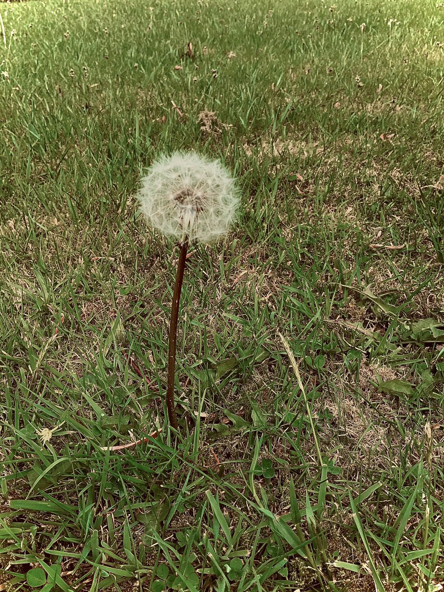 abandonist_'s tweet photo. 21st century lives are littered with fast paced frenzy and chaos. Sometimes it’s good just to pause for a moment and spend time with nature. Take in its beauty and enjoy its simplicity and peace. Happy Sunday everyone 💙🥰🏴󠁧󠁢󠁳󠁣󠁴󠁿 https://t.co/8WRjpQkyZj