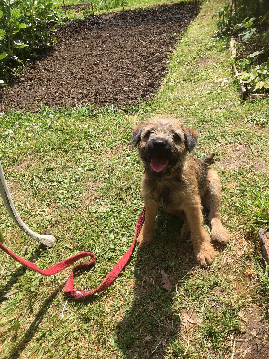 I’ve been to the #allotmentdogs to make sure M is doing it right. I had a drink of water from my portable bowl, stuck my head in it and blew bubbles, does any other fur do that? #BTPosse #dogsoftwitter #cleverBT