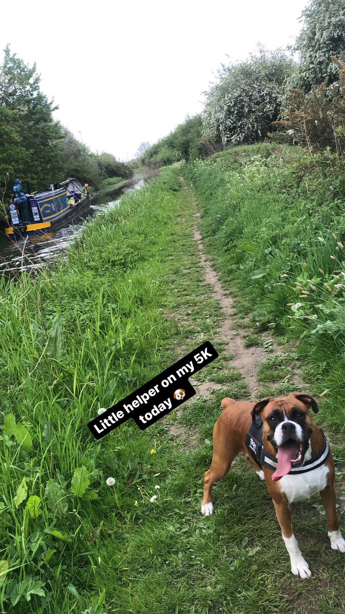 Day 7 done ✅ 
Over £800 raised ✅ 

Had a little helper today 🐶